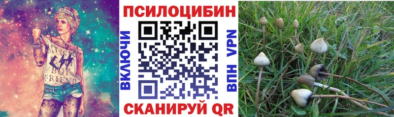 закладки  Черняховск  Псилоцибиновые грибы Psilocybe 